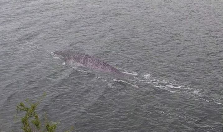 A Resident Of The UK Claims To Have Photographed The Loch Ness Monster