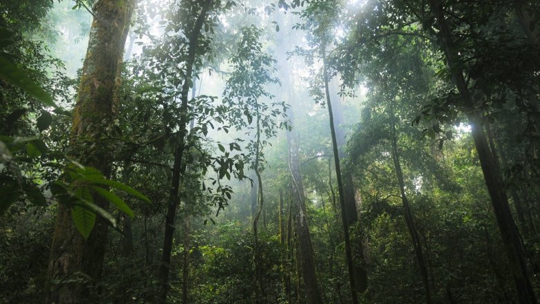 Scientists have figured out which forests absorb carbon dioxide better