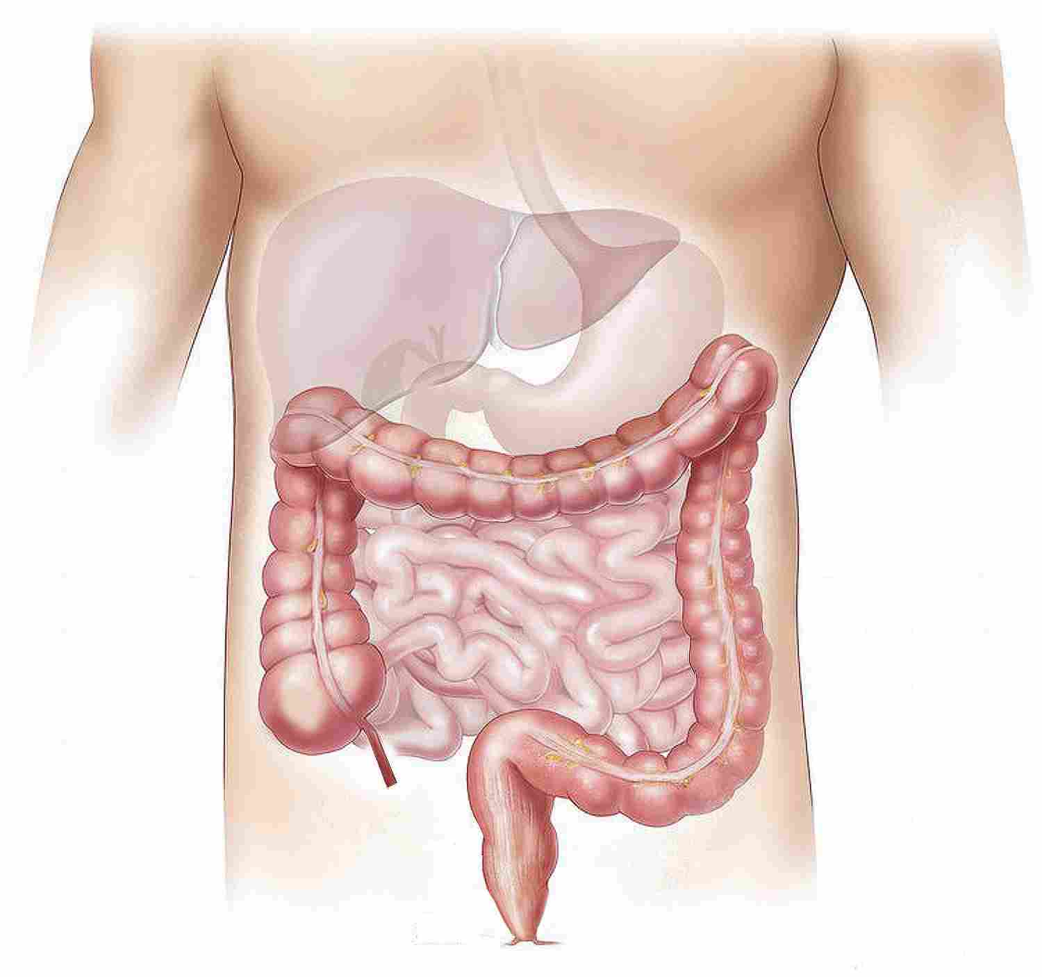 Hydrogen peroxide keeps gut bacteria away from the colon lining