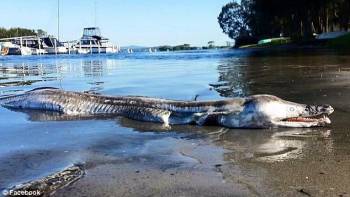 Australijoje ant Makvario ežero kranto išmesta keista būtybė