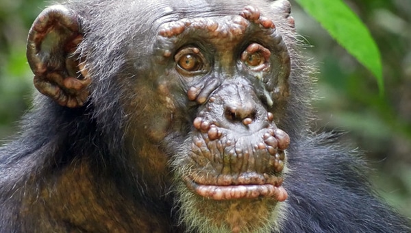 Šimpanzės serga daugeliu pavojingų infekcinių ligų, įskaitant raupus