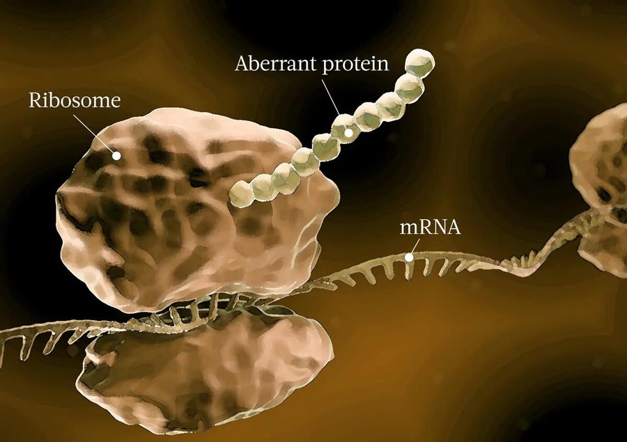 Kai ribosomos padaro klaidų verčiant mRNR, susidaro nenormalūs baltyma