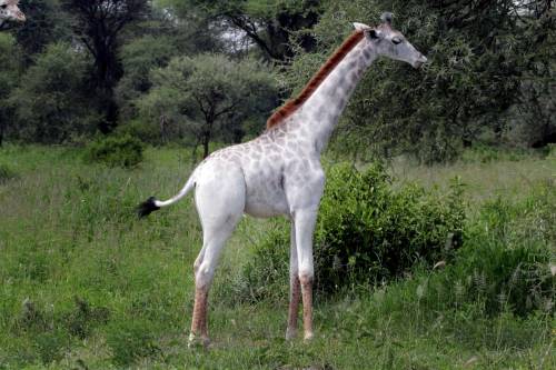 Tanzanijoje rasta balta žirafa-albinosas