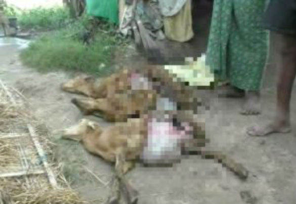 Mysteriously mutilated sheep again found in India (1)