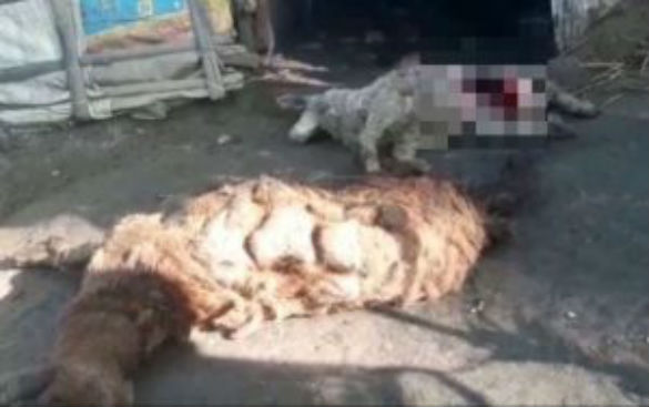 Mysteriously mutilated sheep again found in India (2)