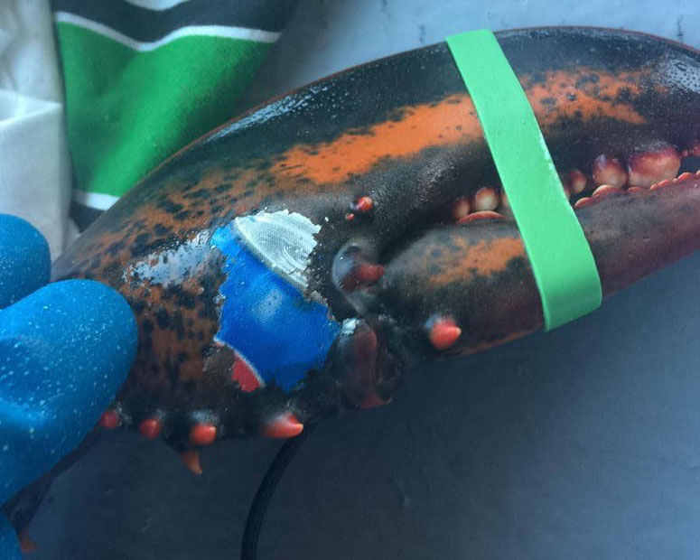 Canadian fishermen caught a lobster with the Pepsi logo