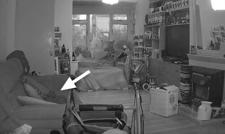 Video: The Ghost Of A Dead Cat Came To The Owner