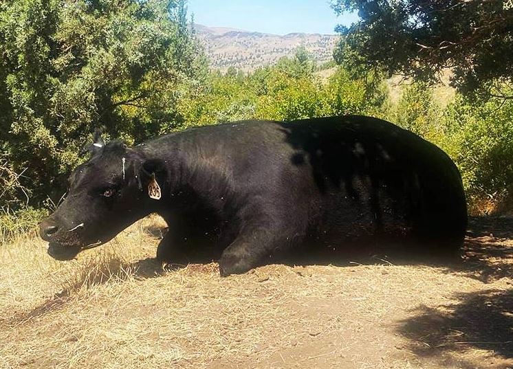 The Body Of A Cow With The Genitals Cut Out Was Found In Oregon