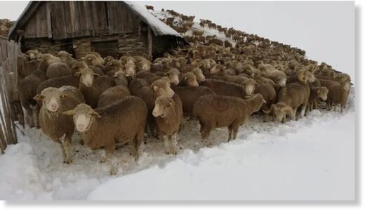 6,000 sheep trapped in early snow in the French Alps – 2 meters deep s