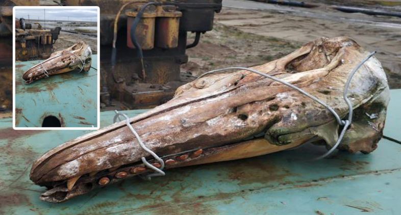 The Skull Of A Prehistoric Monster Was Pulled Out Of The Water