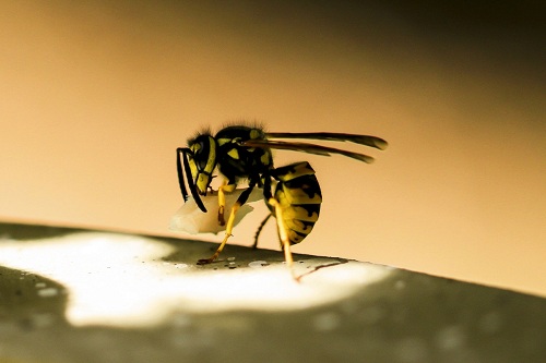 A new antibiotic was created from the venom of predatory wasps