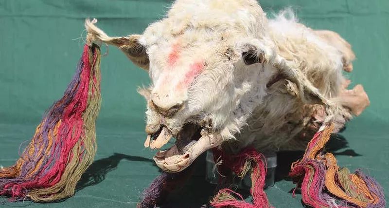 The Incas buried llamas alive for ritual ceremonies