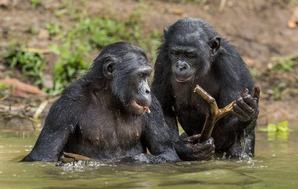 Chimpanzees and seniors similarly choose their friends