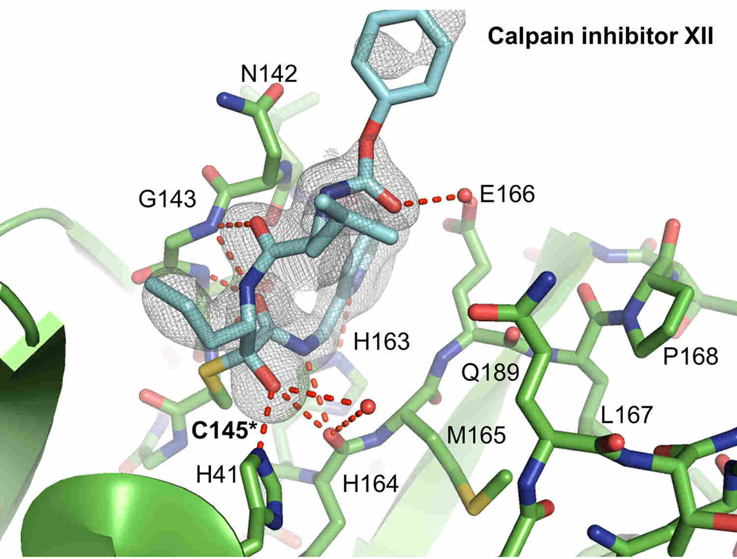 Study reveals strategy to create COVID-19 drugs to inhibit virus's