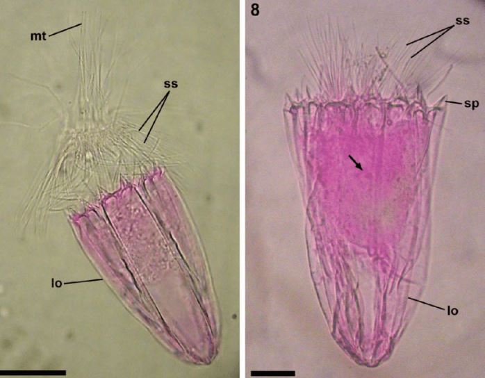 Spinoloricus, a tiny but multicellular organism that apparently requir
