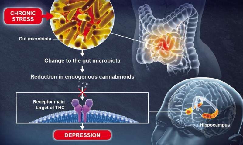 Gut microbiota plays a role in brain function and mood regulation