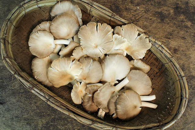 Study finds that consuming more edible mushrooms lowers cancer risk