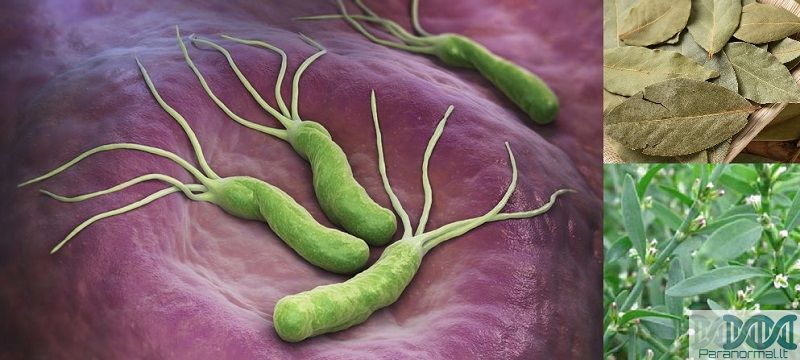 Kaip Išsinaikinti Pylor Bakterija?