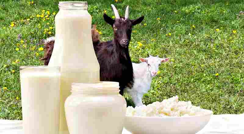 Kodėl vartoti ožkų pieną?