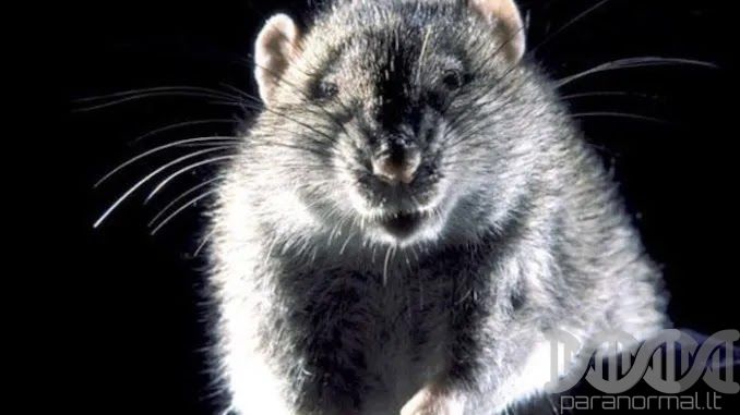 CDC Warns Public About ‘Cannibal Rats’ Amid Lockdown