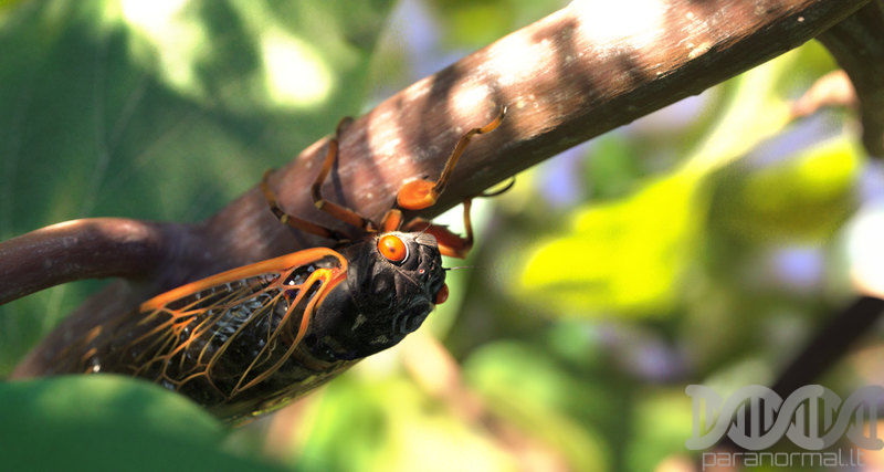 America threatens invasion of mysterious periodic cicadas