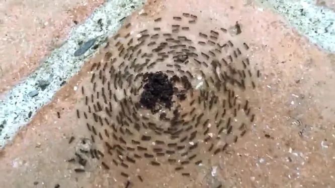 skruzdėlės, gamta