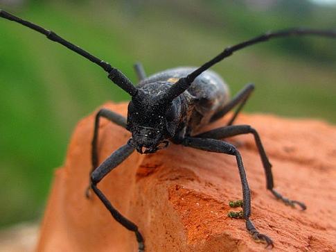 Cerambycidae - vabalų rūšis, paranormal.lt