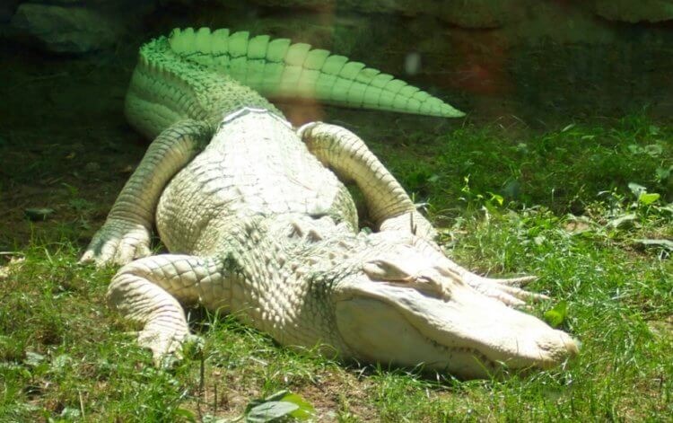Manoma, kad dėl saulės šviesos trūkumo kanalizacijos krokodilai
