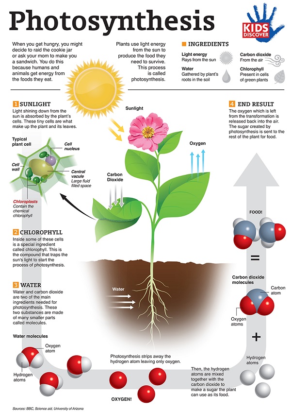 atmosfera, dekarbonizacija, depopuliacija, blogas klimatas, botanika