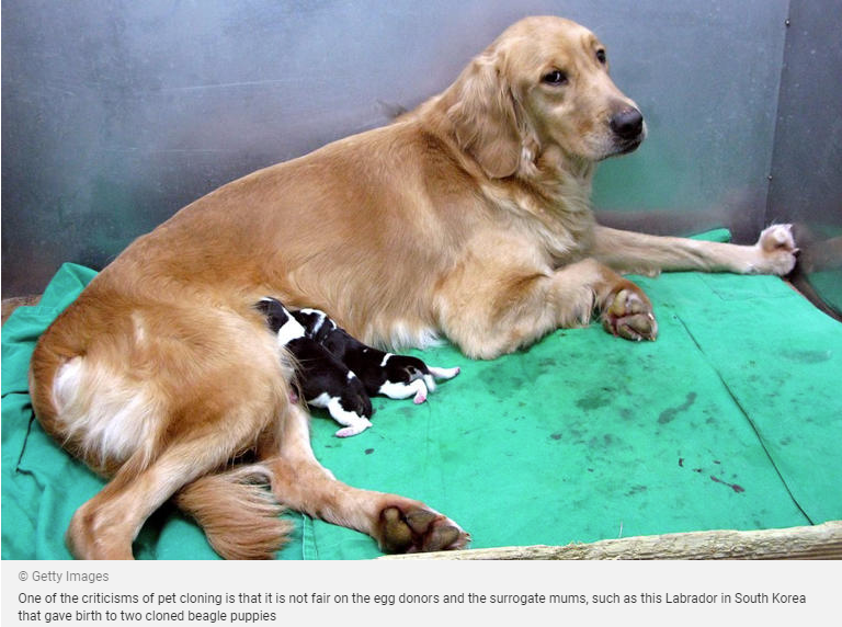 ši labradorė Pietų Korėjoje pagimdė du klonuotus biglių veislės šuniuk