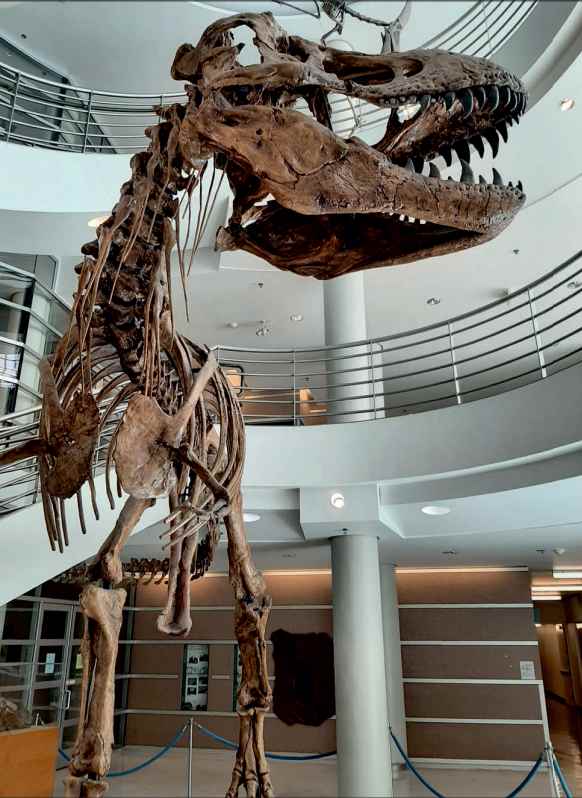 Tiranozauro skeletas Berklyje