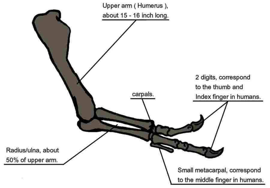 Tiranozauro priekinės galūnės struktūra