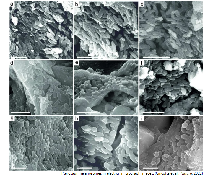 Pterozauro melanosomos elektronų mikrografijos nuotraukose.