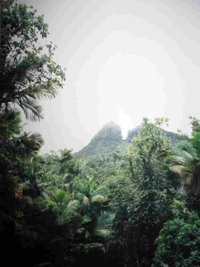 Giliai El Yunque lietaus miško širdyje