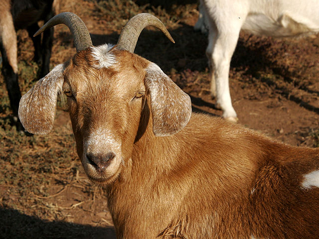 Nubijos ožka su normaliomis ausimis.