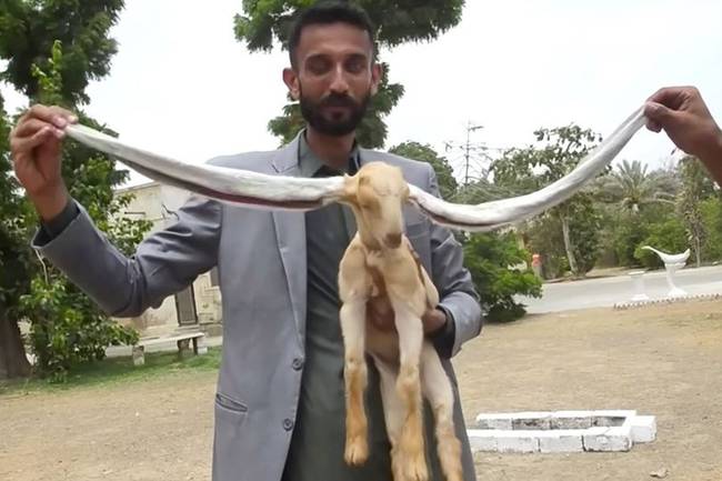 Pakistane gimė ožiukas su neįprastai ilgomis ausimis