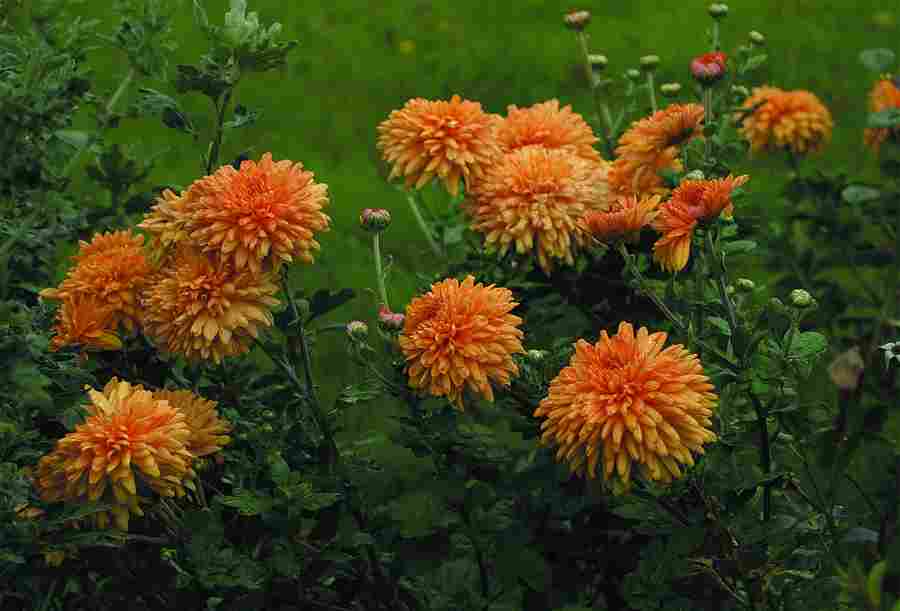 chrizantema, žiedlapiai, patarimai, liaudies medicina