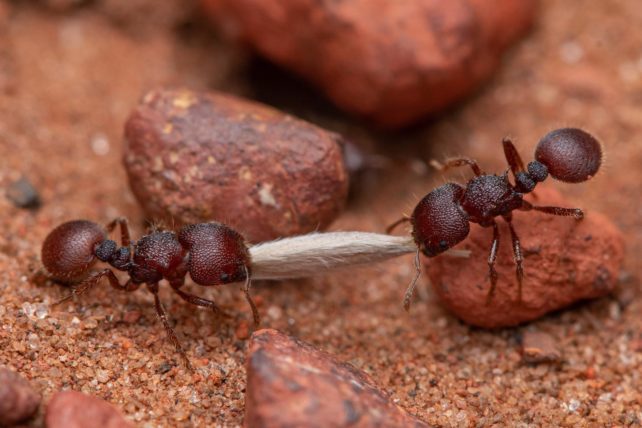 Daugelis skruzdėlių rūšių yra svarbios sėklų platintojos