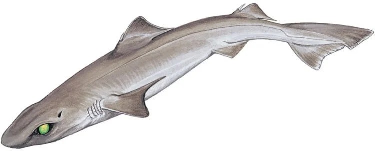 Giliavandenio ryklio - giliavandenių ryklių rūšies - eskizas