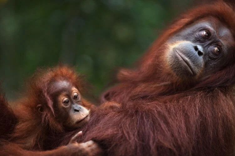 Sumatros orangutangas taip pat atsidūrė ties išnykimo riba