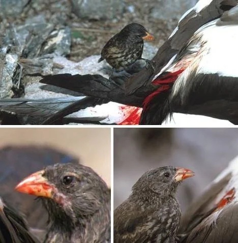Ar kada nors girdėjote apie paukštį, kuris geria kraują?