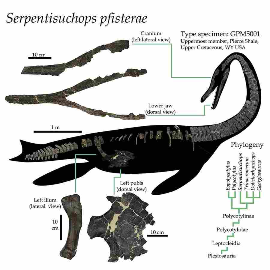Žinomi serpentisuchopsų kaulai: daugiausia išlikęs stuburas