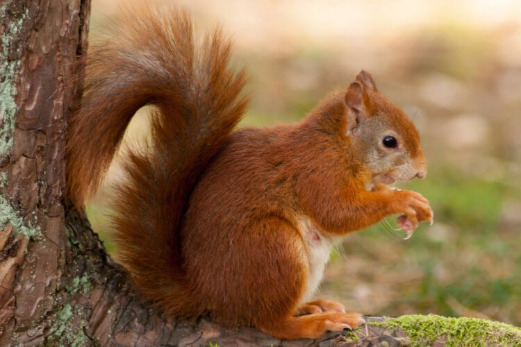Š. Amerikos raudonųjų voverių patinai ėda kitų patinėlių palikuonis