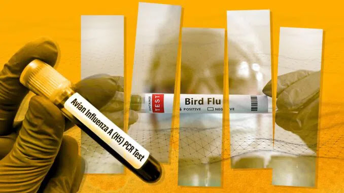 PSO įspėja, kad paukščių gripas gali plisti tarp žmonių