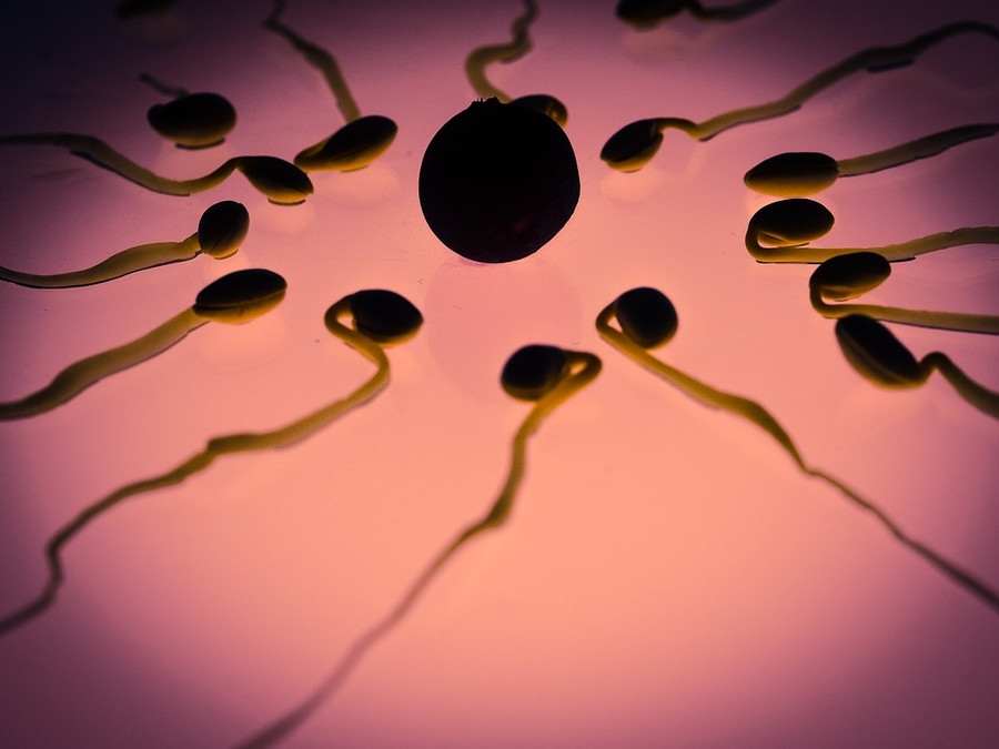 Metaanalizė rodo, kad spermatozoidų skaičius sparčiai mažėja visuose ž