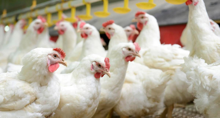 Tyrimu nustatyta, kad dėl chloro dioksido viščiukai tampa sveikesni