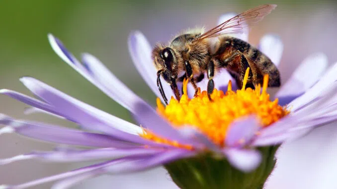 JAV patvirtinta pirmoji pasaulyje vakcina medunešėms bitėms