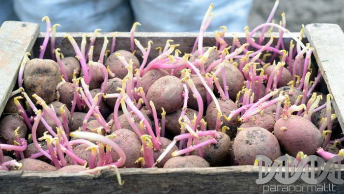 Ar daigintas bulves galima virti ir valgyti?