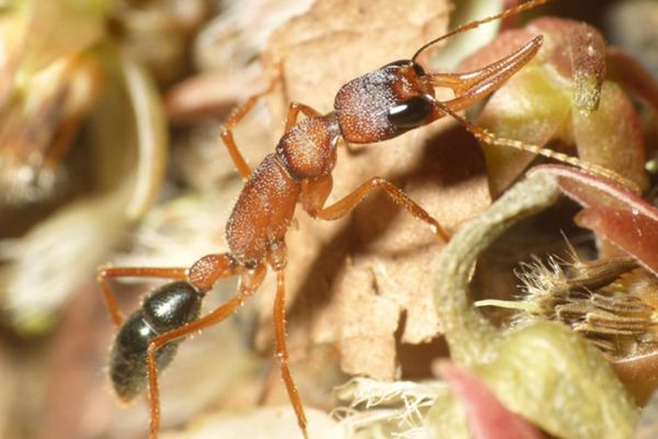 Biologai nustatė, kad skruzdės po pasaulį pasklido sekdamos augalais