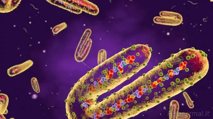 Plandemija 2.0: CDC skubiai įspėja apie Marburgo virusą